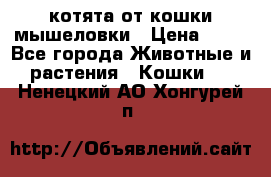 котята от кошки мышеловки › Цена ­ 10 - Все города Животные и растения » Кошки   . Ненецкий АО,Хонгурей п.